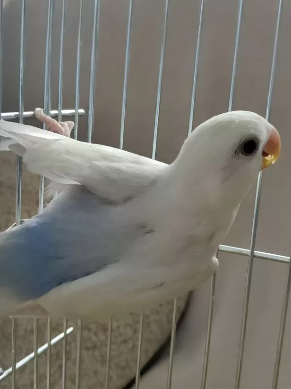 2 Aylık Yavru Sevda Papağanı