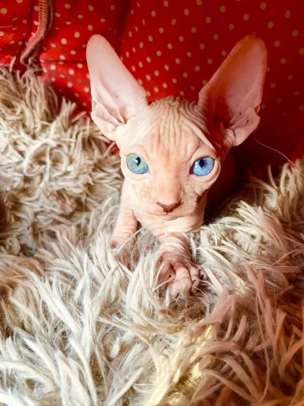 2 Dişi Ve 2 Erkek Odd Eyes Mavi Göz Sfenks