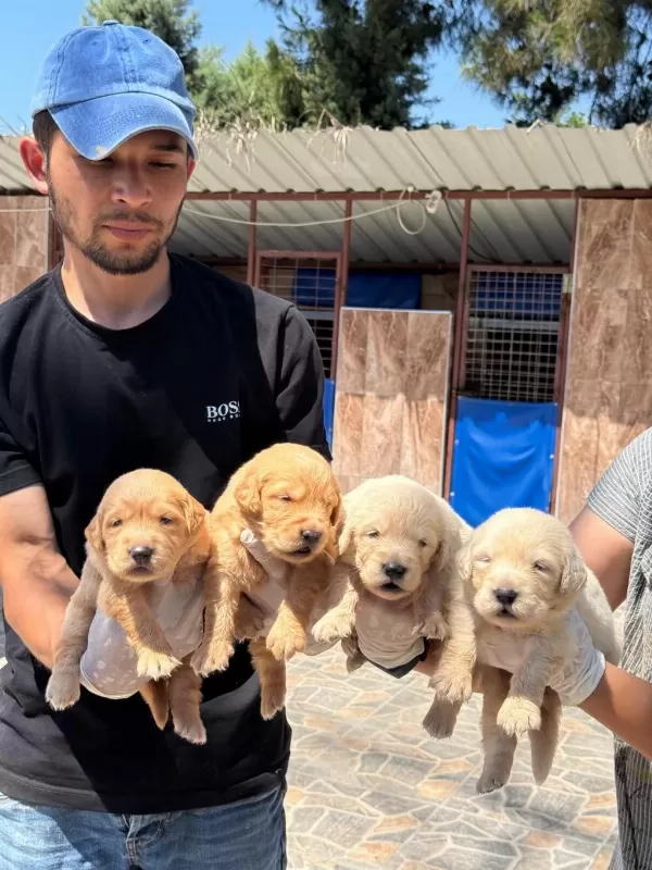 Golden Retriever Yavrularımız