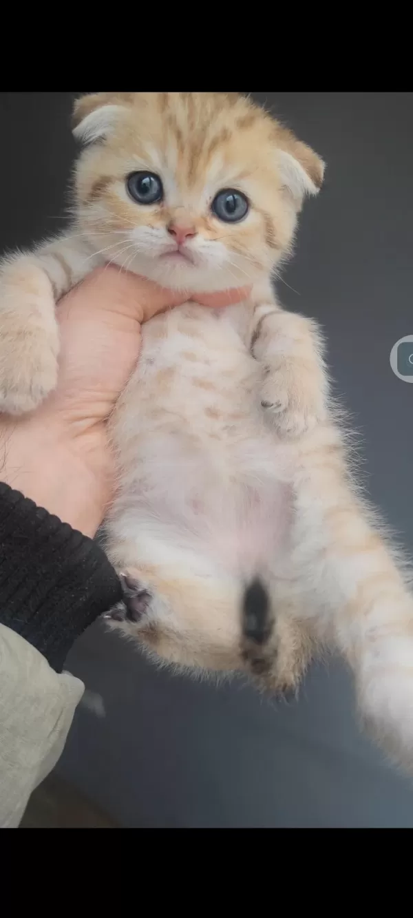 Scottish Fold Kedisi