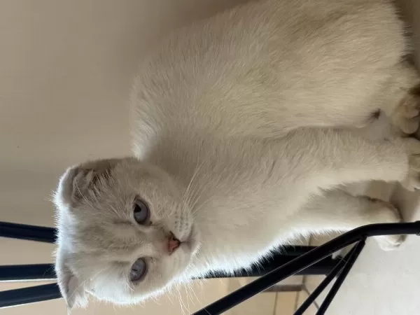 8 Aylık Dişi Scottish Fold
