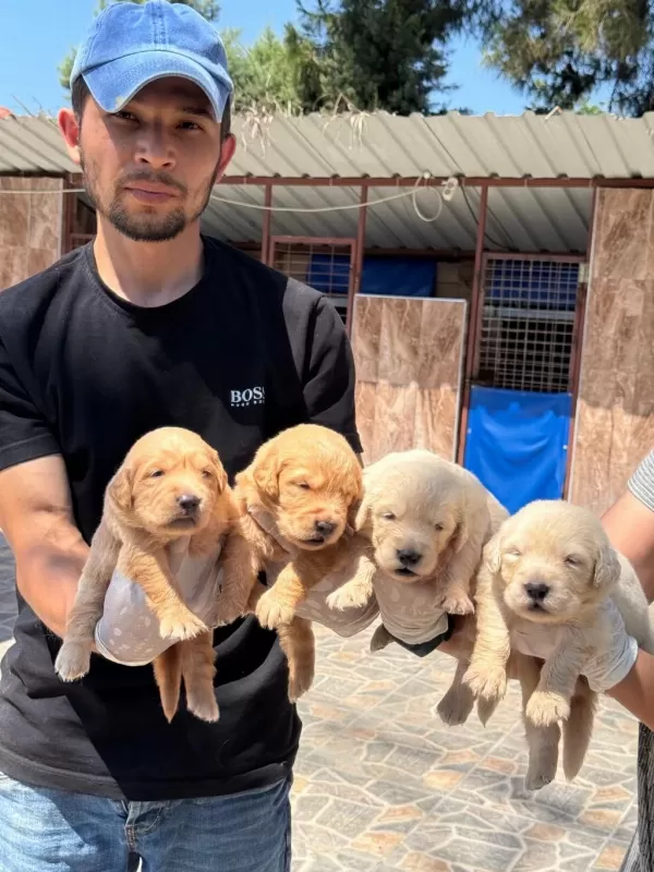 Golden Retriever Yavrularımız
