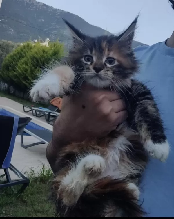 Xxxl Maine Coon Kediler