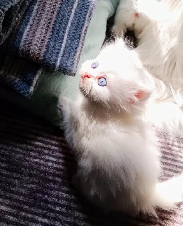 2 Aylık Erkek İran Kedisi Sahibimi Arıyorum