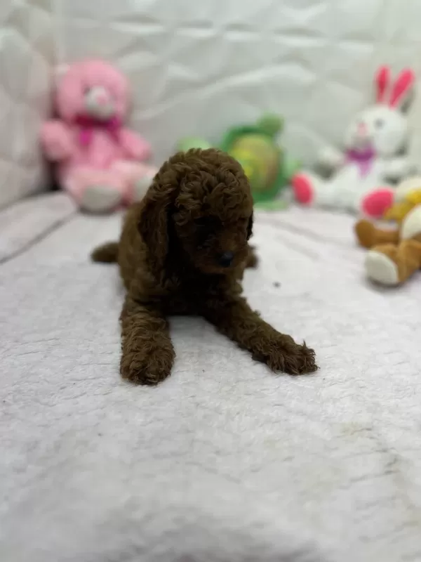 2.5 Aylık Toy Poodle Bebekler