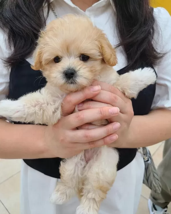 İrk Garantili Maltipoo Yavruları