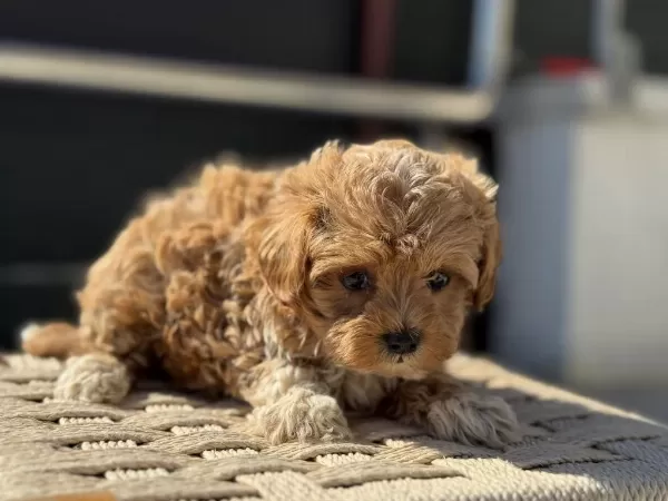 Show Kalite Tea Cup Kore Maltipoo Ziyarete Açık