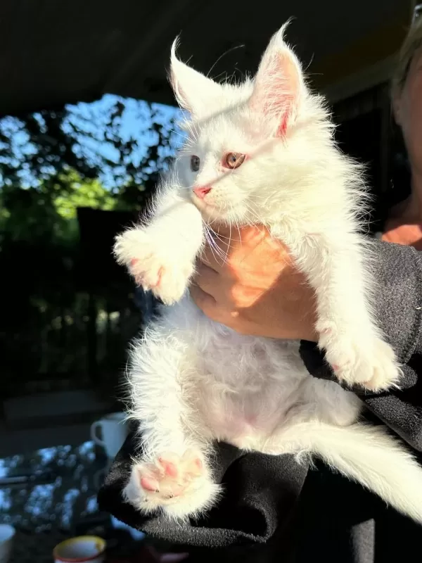 Saf Kan Xl Beyaz Aslan Maine Coon Yavruları