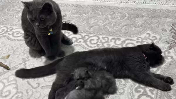 Scottish Fold Erkek Kedimiz Sahiplenilmeyi Bekliyor