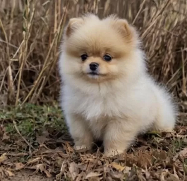 Pomeranian Boo Yavru