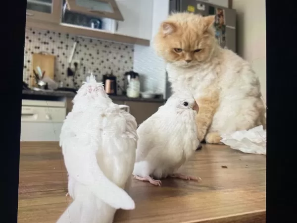 El Besleme Albino Sultan Papağani Yavrusu