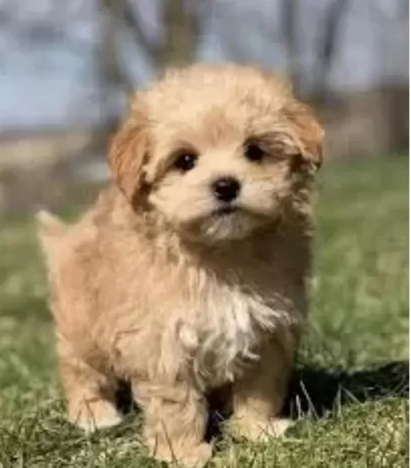 İrk Ve Sağlık Garantili Maltipoo Bebekler