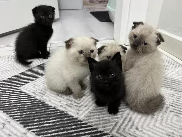 6 Adet Yavru Kedimiz Darıca Merkezdeyiz