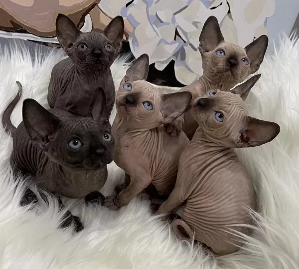 Sphynx Sfenks Dişi Erkek