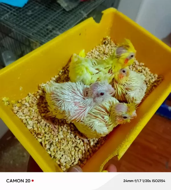 Sultan Papağanı Yavruları El Besleme