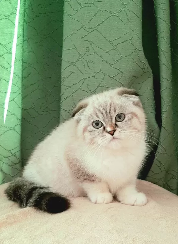 En Güzel Yavru Scottish Fold