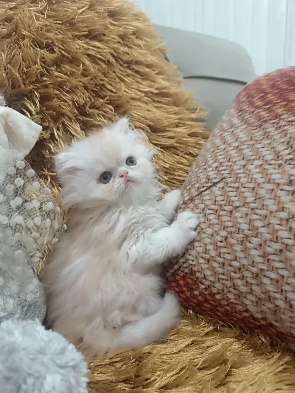 Kusursuz İran Persian Yavrular