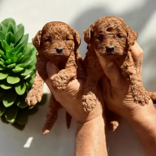 Sevimli Toy Poodle Yavrularımız