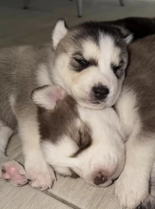 Sibirya Kurdu Köpeğimiz