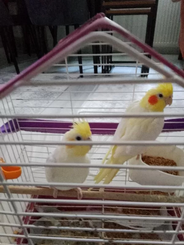 Pf Mutasyon Ve Lutino Sultan Papağanı