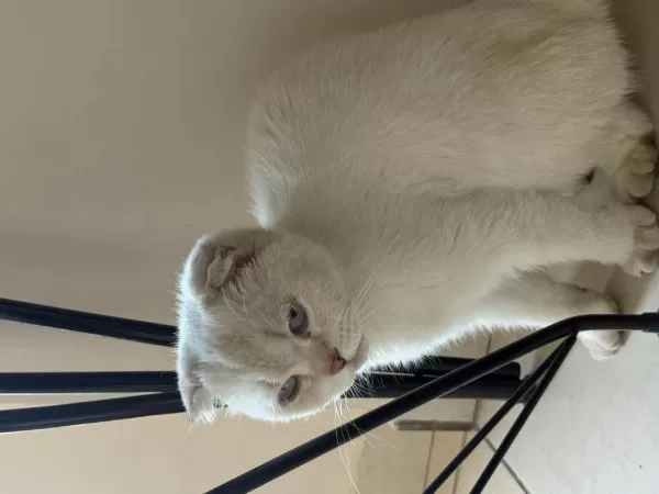 8 Aylık Dişi Scottish Fold