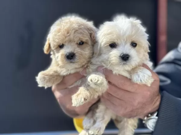Ankarada Yasal Ruhsatlı Çiftlikten Maltipoo Yavrularımız
