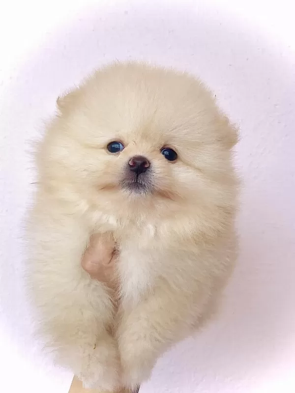 Pomeranian Ayı Surat Bebekler