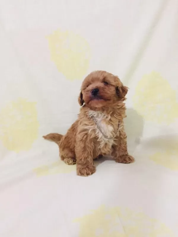 Maltipoo Can Dostlar Orijinal