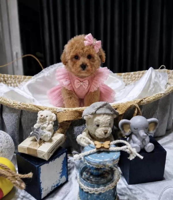 Maltipoo Yavrularımız