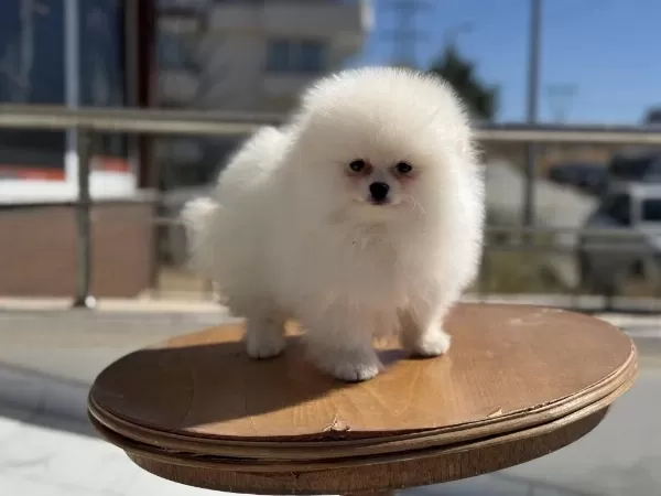 Tea Cup Teddy Face Pomeranian Yavrularımız