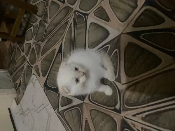 Ücretsiz Sahiplendirme Scottish Fold