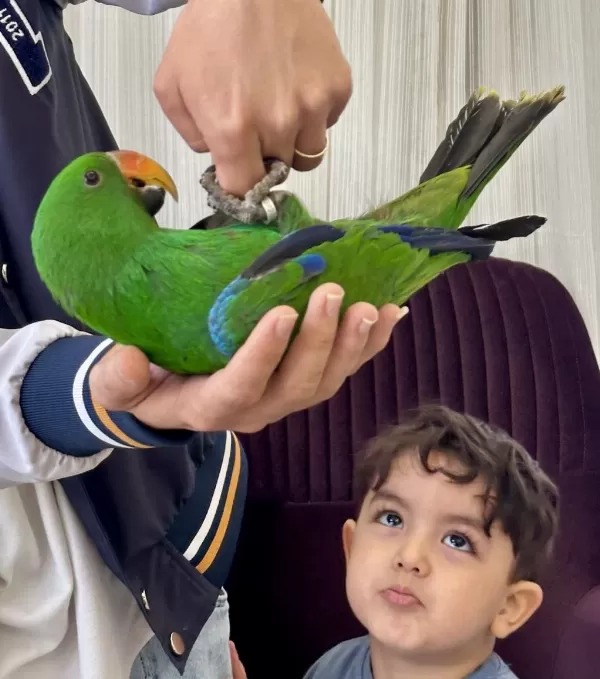 Eclectus Papağani Full Evcil