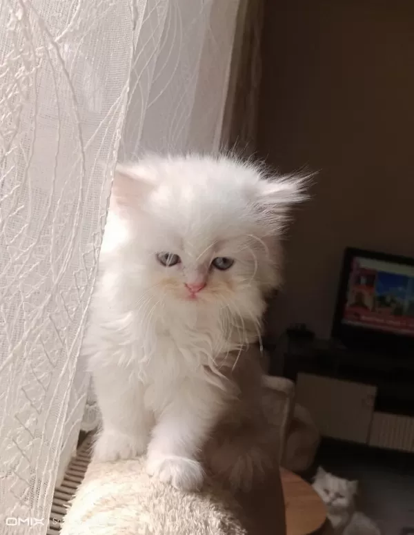 2 Aylık Erkek İran Kedisi Sahibimi Arıyorum