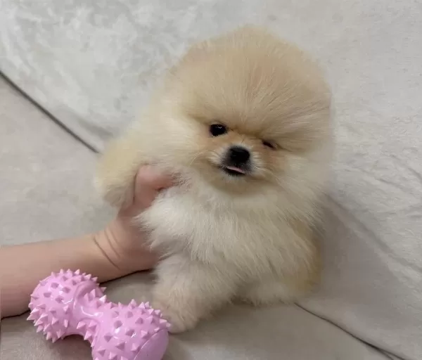 Ayıcık Surat Gerçek Pomeranian Boo Yavrular