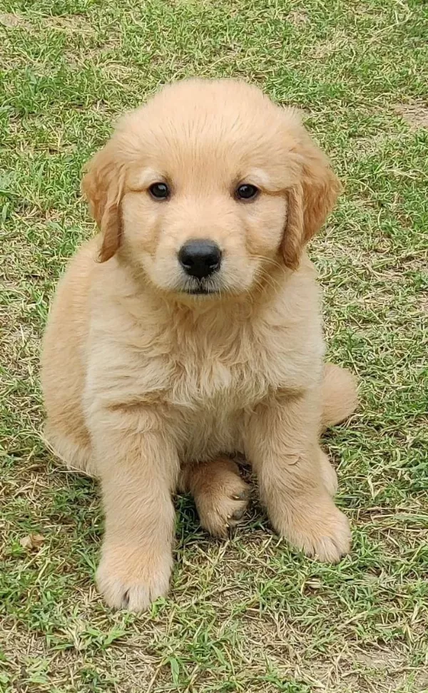 Bebek Yüz Golden Retriever Yavrular 2 Aylık