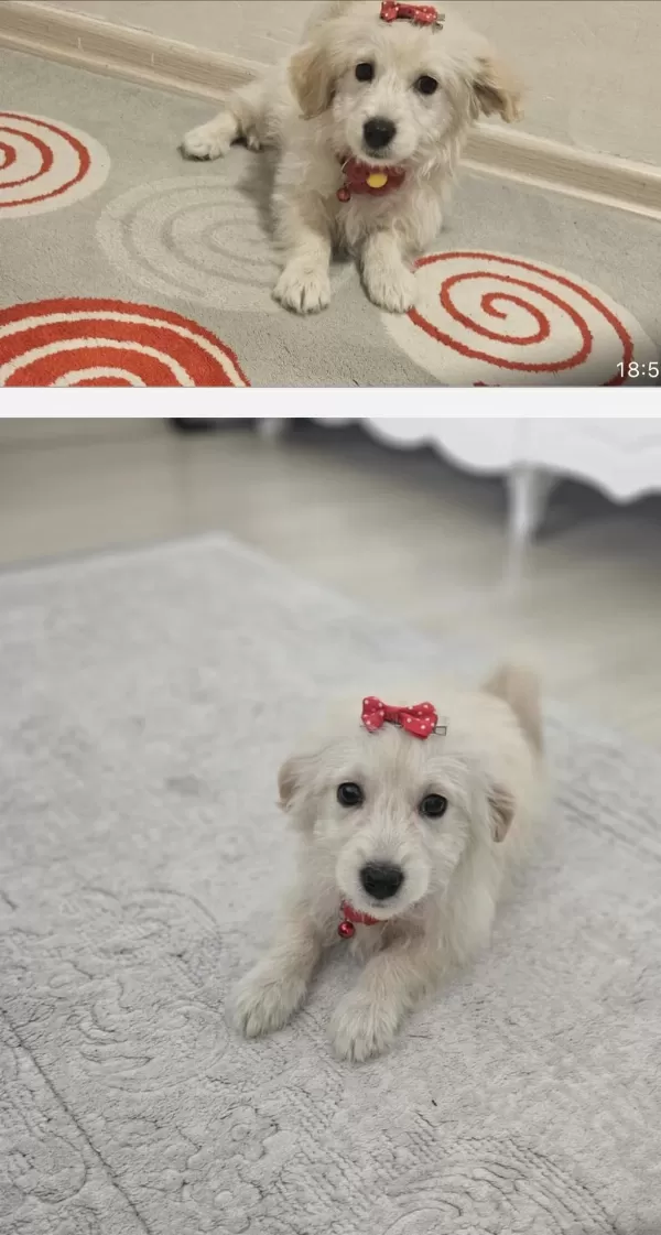 Sevimli Yavru Köpeğe Acil Ev Arıyoruz