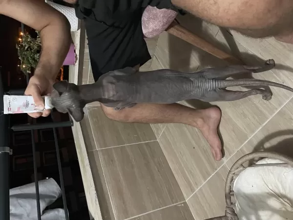 Uyguna Erkek Gri Orijinal Safkan Sfenks