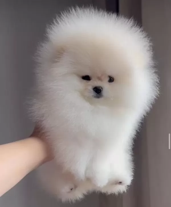 İrk Ve Sağlık Garantili Pomeranian Boo Yavrular