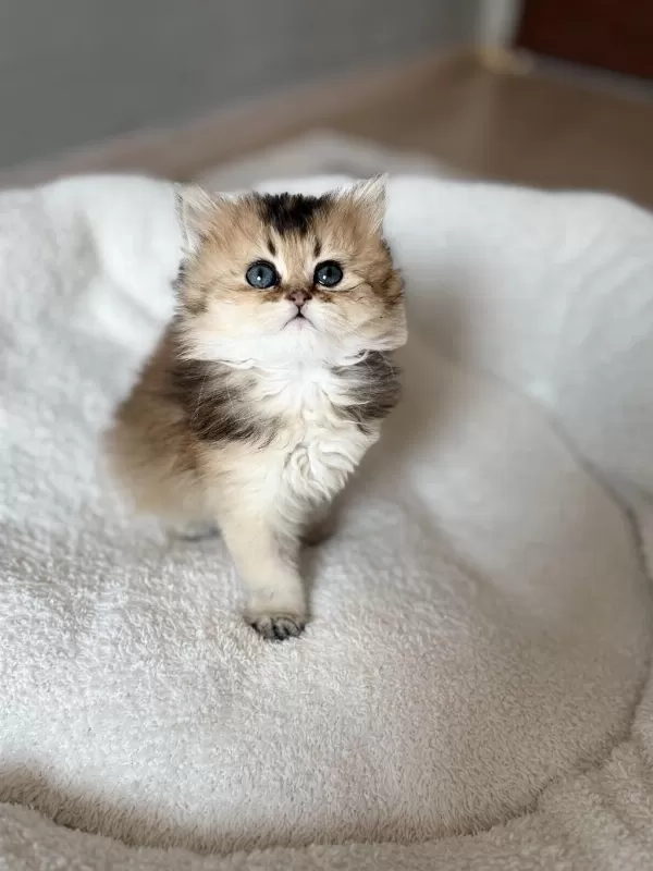 Golden British Longhair