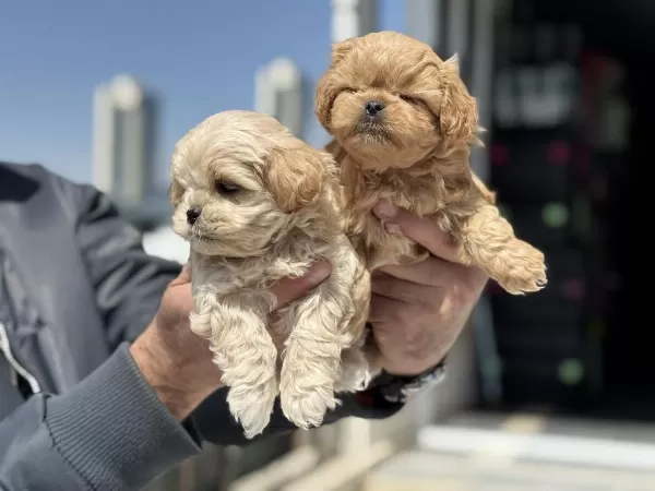 Petmode Köpek Çiftliğinde Ziyarete Açık Maltipoo