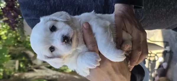 Sevimli Bebiş Köpekler