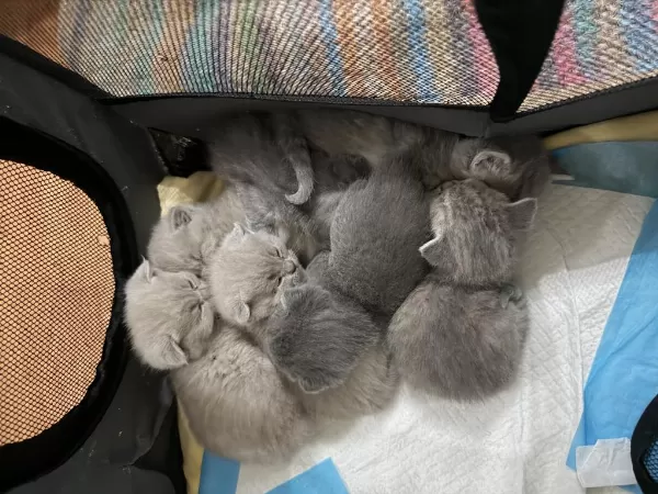 7 Adet Scottish Fold Yavrusu