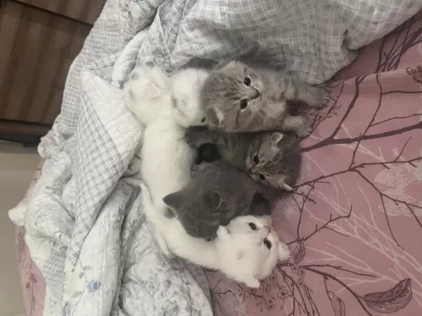 Dünya Tatlısı Scottish Fold Yavrular