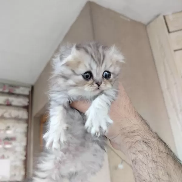 Scottish Fold Yavrumuz Yeni Yuvasına Gitmeye Hazır
