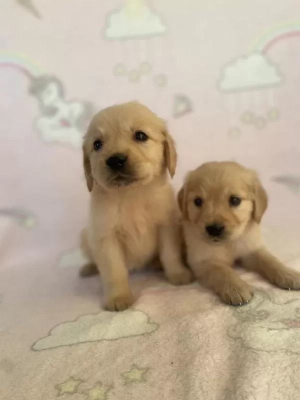 Golden Retriever Bebeklerim Yeni Yuvasını Arıyor