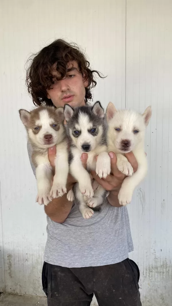 Her Renk Husky Yavrularımız