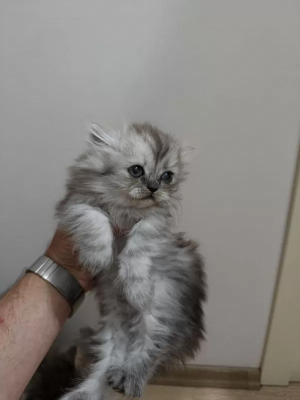 2 Tane Yavru Kedimiz 1 Aylık
