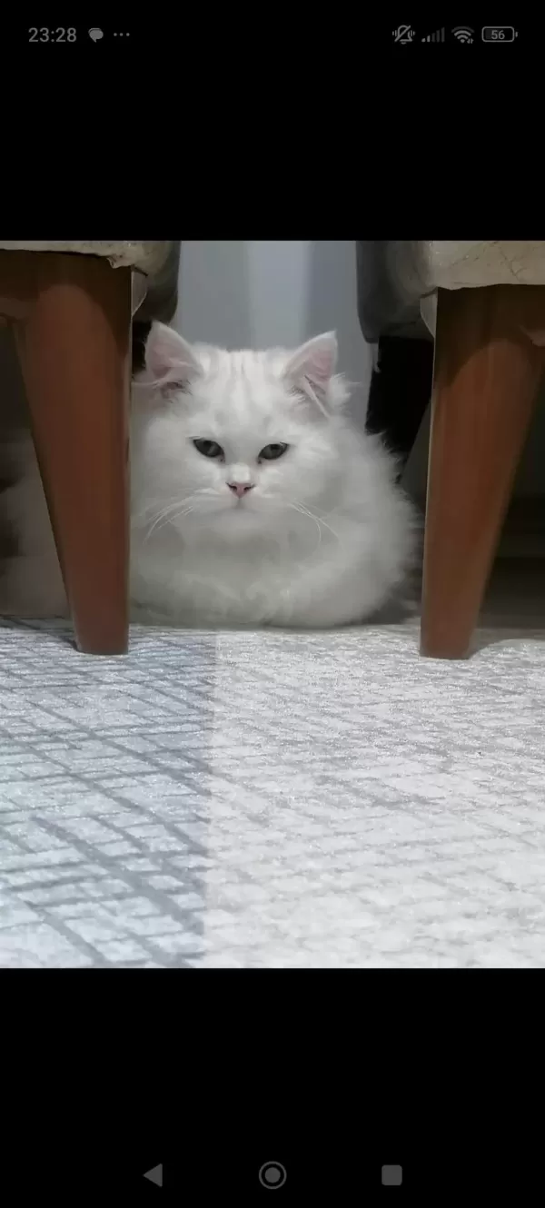 Ücretsiz Sağır Kısır Çipli Kedimiz
