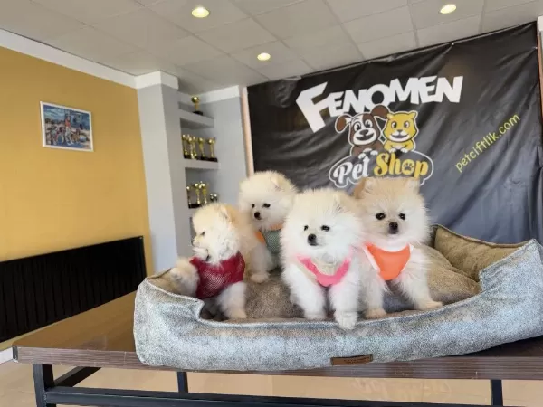 Toy Poodle Yavrular Maltipolar Maltes Morkie Ankarada