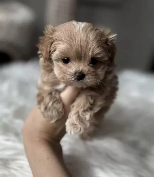 Tr Nin En İyi Teacup Kore Maltipoo Yavruları